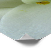 Poster Lily de Pâques (Coin)