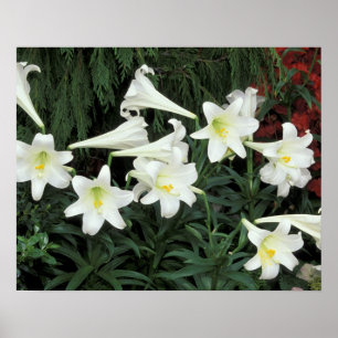 Poster Lily de Pâques (Lilium regale)