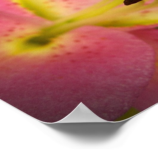 Poster Lily de perfection rose (Coin)