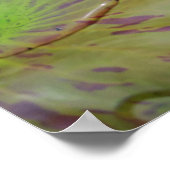 Poster Lily d'eau serene (Coin)