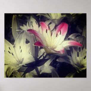 Poster Lily Flowers Black And White Partial Color 