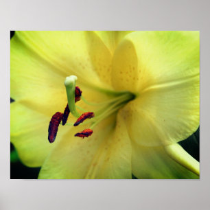 Poster Lily jaune Fleur vers le haut