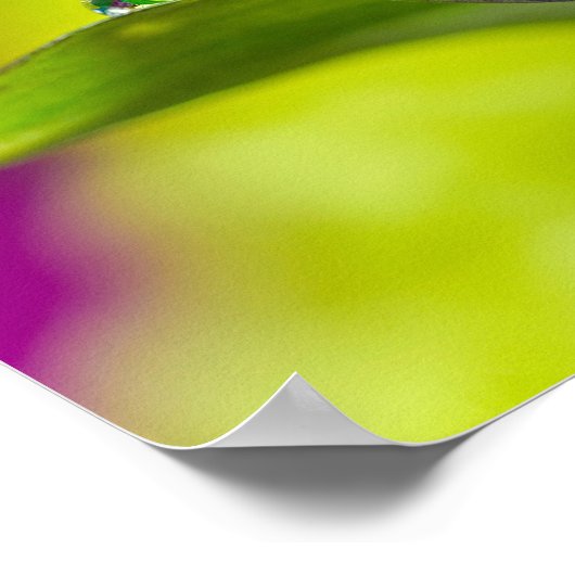 Poster Lily Leaf (Coin)