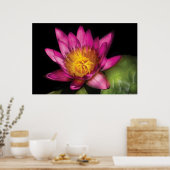 Poster Lily - Nymphaea Ruby - Passion (Cuisine)