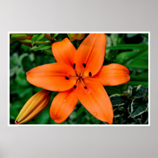 Poster Lily orange