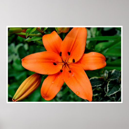 Poster Lily orange (Devant)