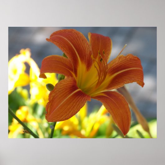 Poster Lily orange (Devant)