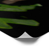 Poster Lily orange rose foncé (Coin)