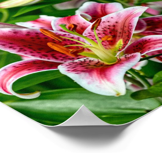 Poster Lily orientale (Coin)