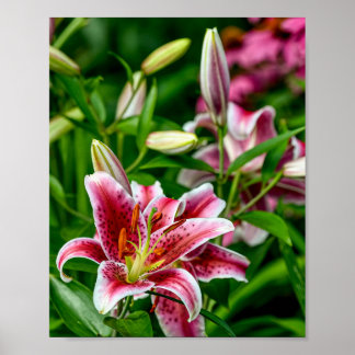 Poster Lily orientale