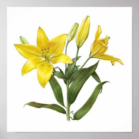 Poster Lily Orientale Jaune Imprimer (Devant)