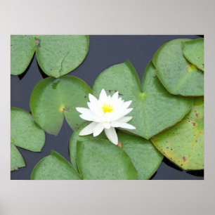 Poster Lily Pad