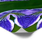 Poster Lily pad étoiles.... (Coin)