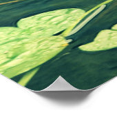 Poster Lily Pad Pond (Coin)