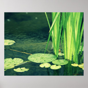Poster Lily Pad Pond