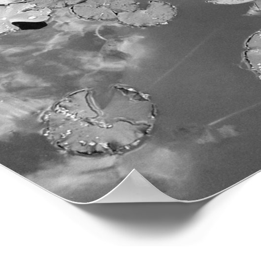 Poster Lily Pads (Coin)