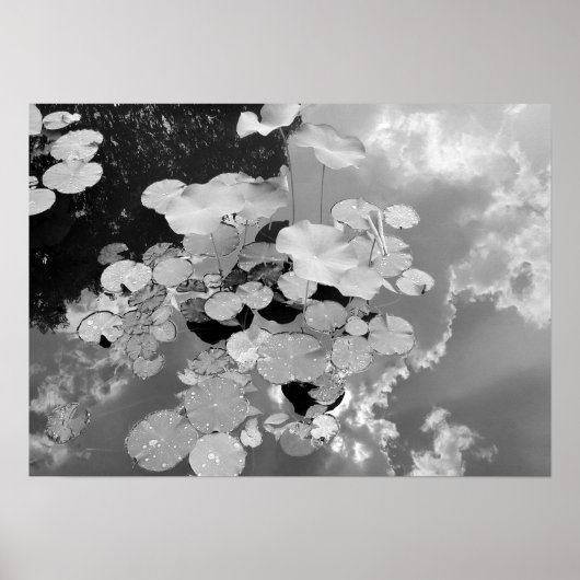 Poster Lily Pads (Devant)