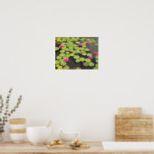 Poster Lily pads and Lotus Flowers (Cuisine)