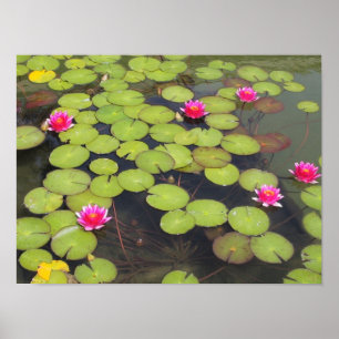 Poster Lily pads and Lotus Flowers