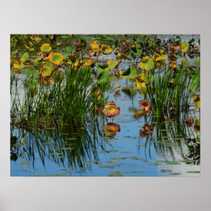 Poster Lily Pads sur la photographie du fleuve Mississipp