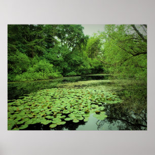 Poster Lily Pads sur le Pond