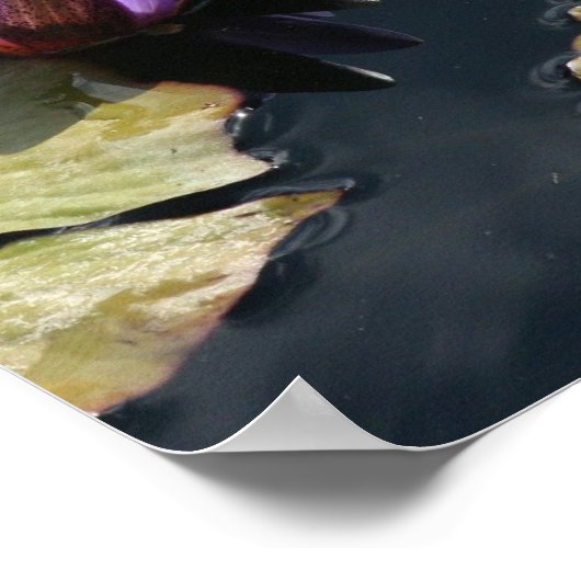 Poster Lily pourpre (Coin)