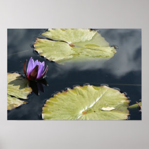 Poster Lily pourpre