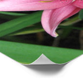 Poster Lily rose (Coin)