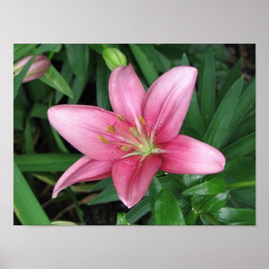 Poster Lily rose (Devant)