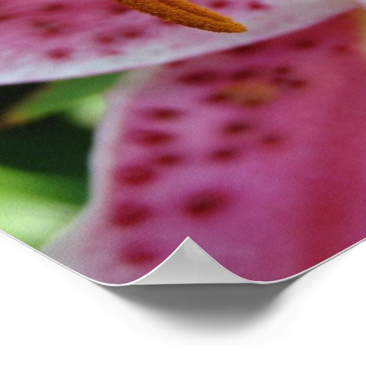 Poster Lily rose (Coin)