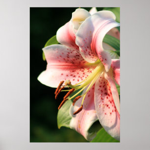 Poster Lily Rose !
