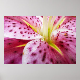 Poster Lily Star Gazer Floral Magenta Clair
