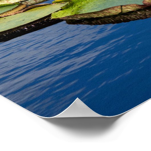 Poster Lilypad (Coin)