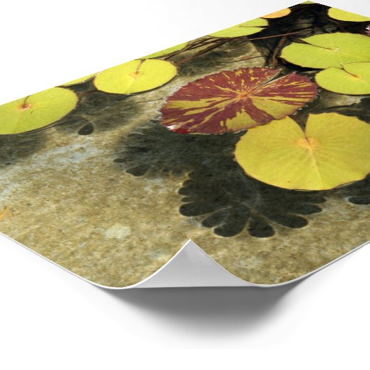 Poster Lilypads (Coin)