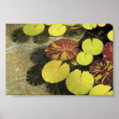 Poster Lilypads (Devant)