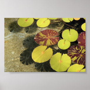 Poster Lilypads