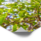 Poster Limequats en Floride (Coin)