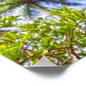 Poster Limequats en Floride (Coin)