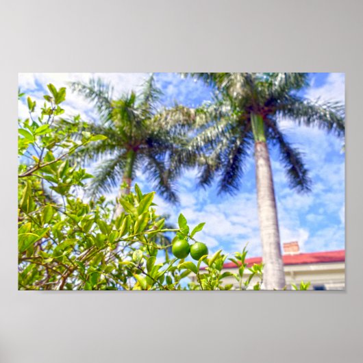 Poster Limequats en Floride (Devant)