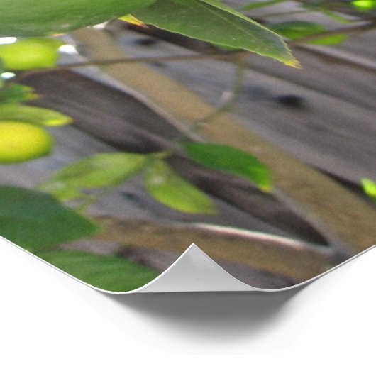 Poster Limes fraîches (Coin)