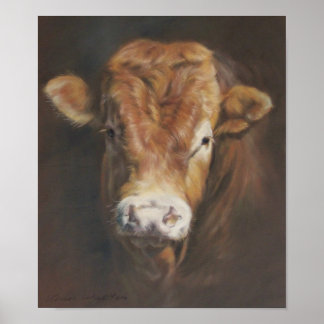 Poster Limousin Bull
