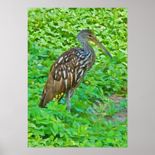 Poster Limpkin, Oiseau de marais Imprimer (Devant)