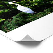 Poster L'impression d'oiseaux blancs (Coin)