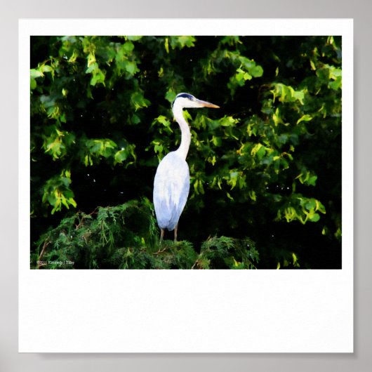 Poster L'impression d'oiseaux blancs (Devant)