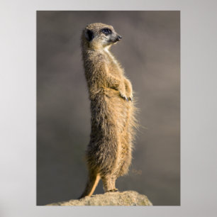 Poster L'impression sentinelle