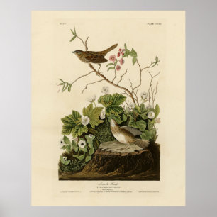 Poster Lincoln Finch (Bruant) Audubon's Birds of America