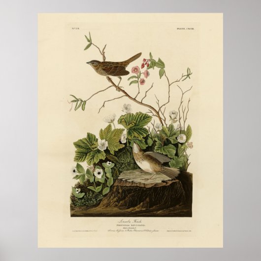 Poster Lincoln Finch (Bruant) Audubon's Birds of America (Devant)