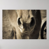 Poster L'incroyable comestible M. Ed (Devant)