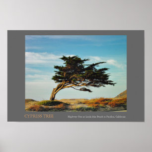 Poster Linda mars Cypress