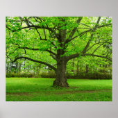 Poster Linden Tree (Devant)